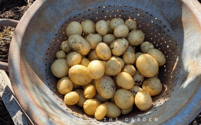 Yukon Gold Potatoes