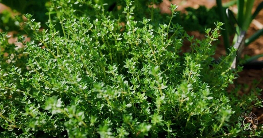 A lush thyme plant grows outdoors, displaying dense clusters of small green leaves and thin stems. Ideal for those learning how to grow thyme in Arizona, it thrives in a sunlit garden surrounded by vibrant, blurred greenery.