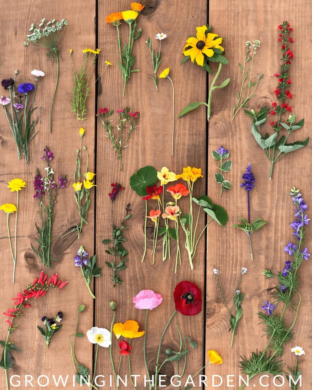 How to grow wildflowers in Arizona #wildflowers #superbloom #arizonawildflowers