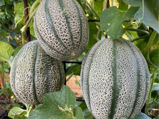 Hale’s Best Cantaloupe featured image