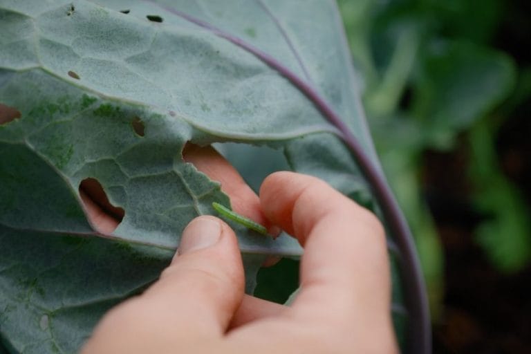 How to Get Rid of Cabbage Worms featured image