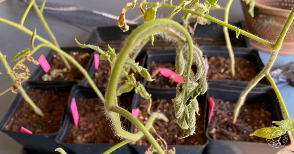 Hardening Off Seedlings in Hot Summer Climates (Monsoon Planting)