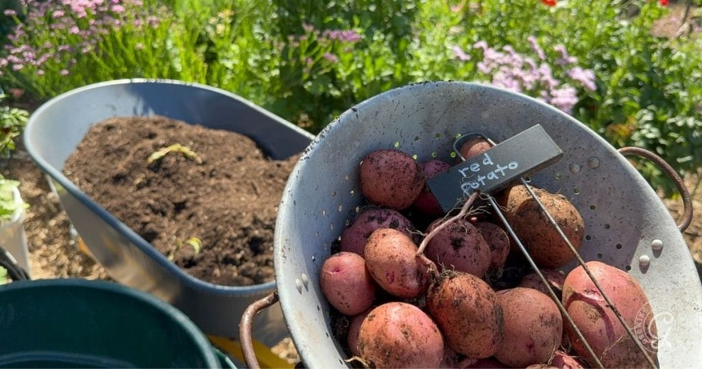 harvest potatoes in a wheelbarrow