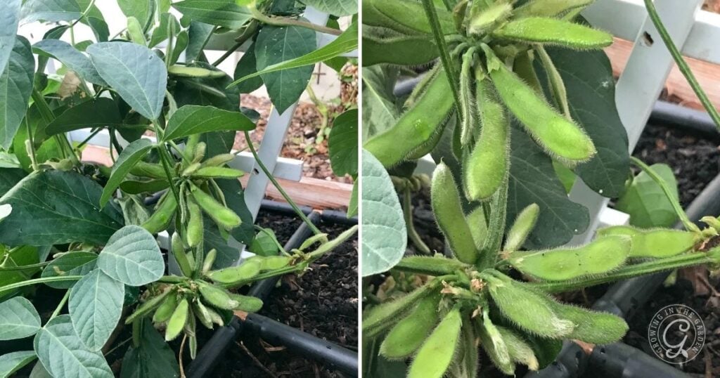Green soybean plants with clusters of fuzzy pods growing on stems in a garden bed—perfect for those learning how to grow edamame at home.