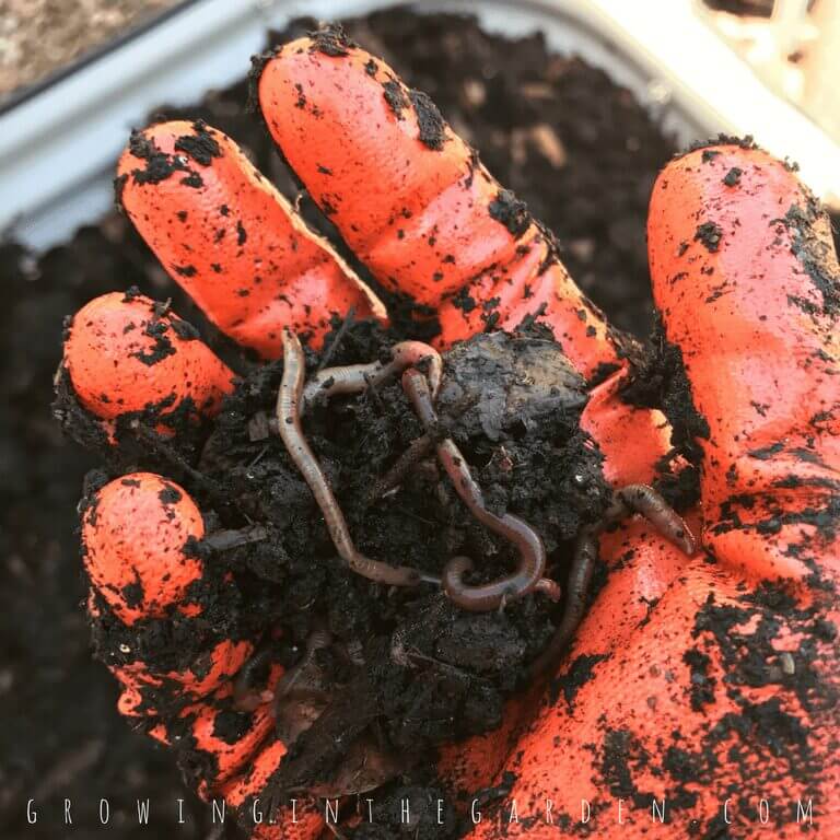 Healthy Soil with worms