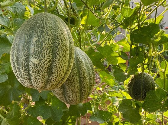 Heart of Gold Cantaloupe featured image