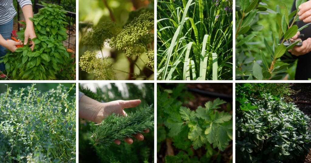 Arizona Herb Planting Guide: A Visual Guide for Low Desert Herbs