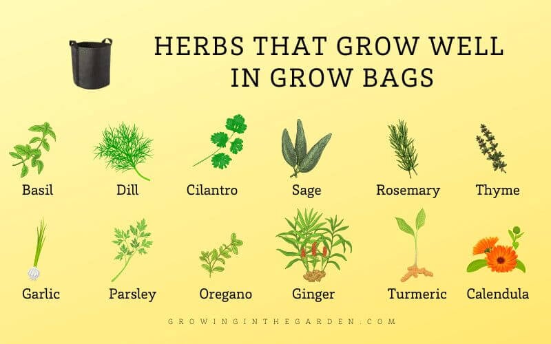 Grow Bag Gardening 5 Tips for Success