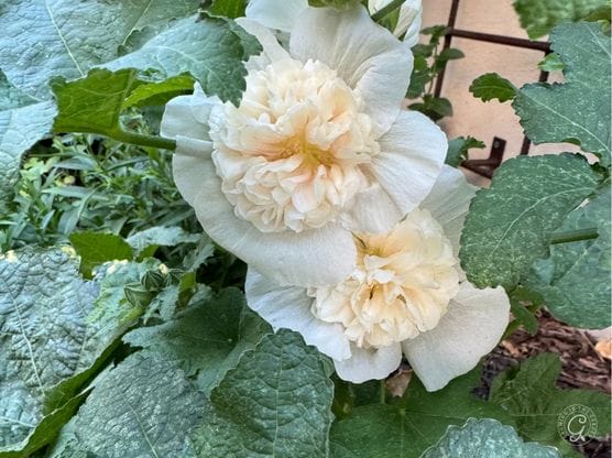 Majorette Double Champagne Hollyhock featured image
