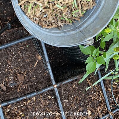 Begin the process over again, starting with fresh shredded cardboard, food scraps, and brown. No need to add additional worms. 