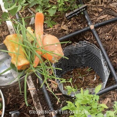 Check back occasionally and add more food scraps. (Always top with brown). Remove any large pieces of uneaten food. 