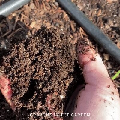 When food scraps are gone and the bucket is empty, you can harvest the castings. (The worms will leave the bucket and be in the bed). Spread the castings around the garden bed. You can also leave the castings in place. 