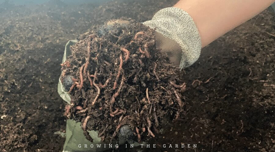 Vermicomposting