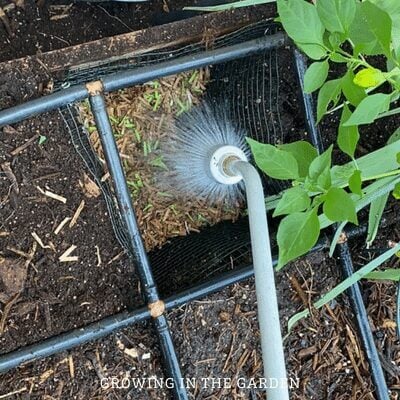 Fill the habitat with shredded cardboard, and wet it down. Allow cardboard to absorb moisture overnight. 