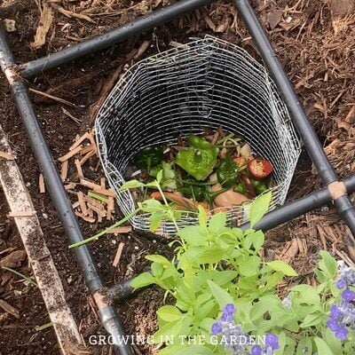 Begin feeding worms - see worm feeding details below.