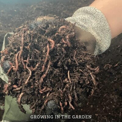 Add 300-600 red wiggler worms to the worm habitat. 