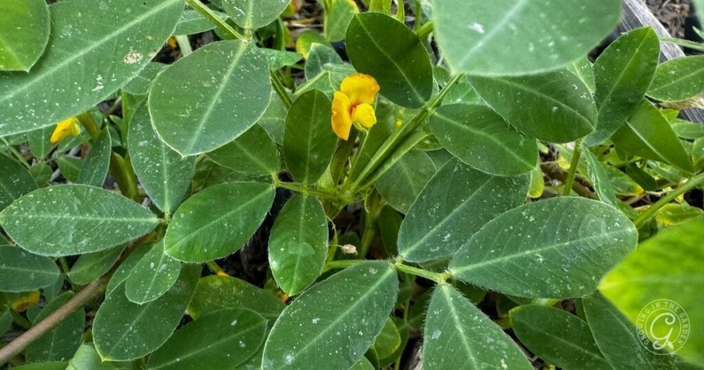 Green peanut plant with broad leaves and a small yellow flower in the center, perfect for learning how to grow peanuts at home.