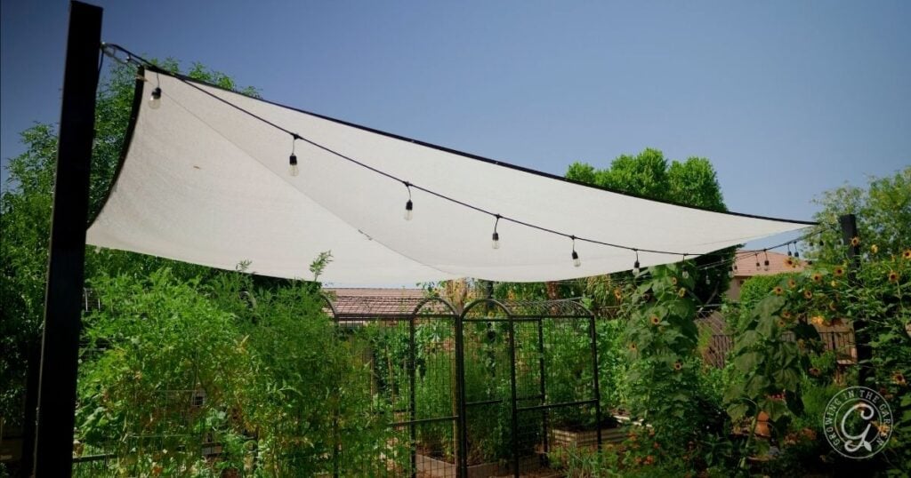 White garden shade cloth setup with string lights above a lush garden and metal arches under a clear blue sky.