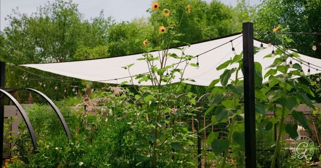White shade sail creates a stylish garden shade cloth setup over a lush garden with sunflowers and string lights, surrounded by greenery and trees.