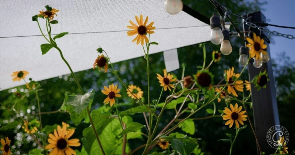 Yellow daisies bloom under a white canopy and string lights, with green trees behind—the perfect garden shade cloth setup for relaxing in style.