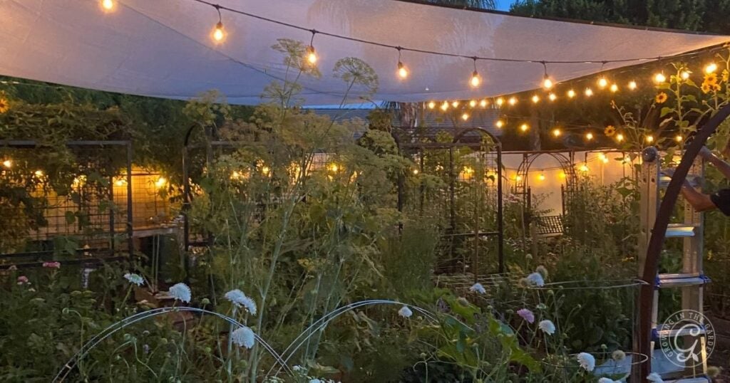 String lights hang over a lush backyard garden at dusk, creating a warm, inviting atmosphere—perfect for relaxing under your shade cloth for garden setup.