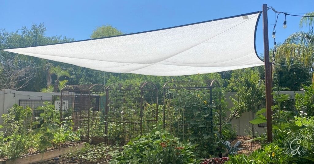 White shade cloth canopy over a sunny backyard vegetable garden with trellises and leafy plants shows an easy garden shade cloth setup to protect crops from harsh sunlight.