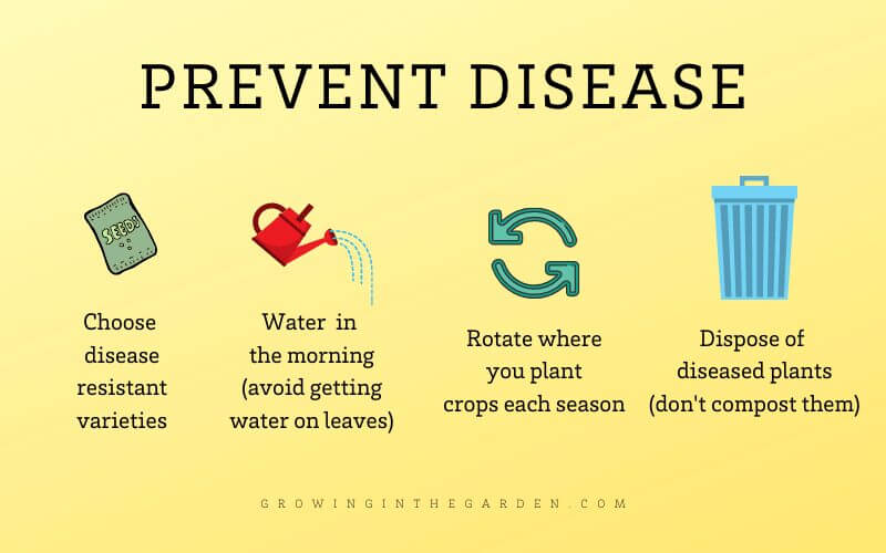 How to be an organic gardener_ Avoid diseases rather than treating them