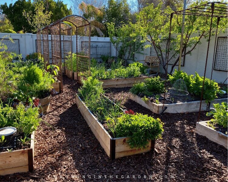 How to be an organic gardener: Focus on feeding the soil, not the plant