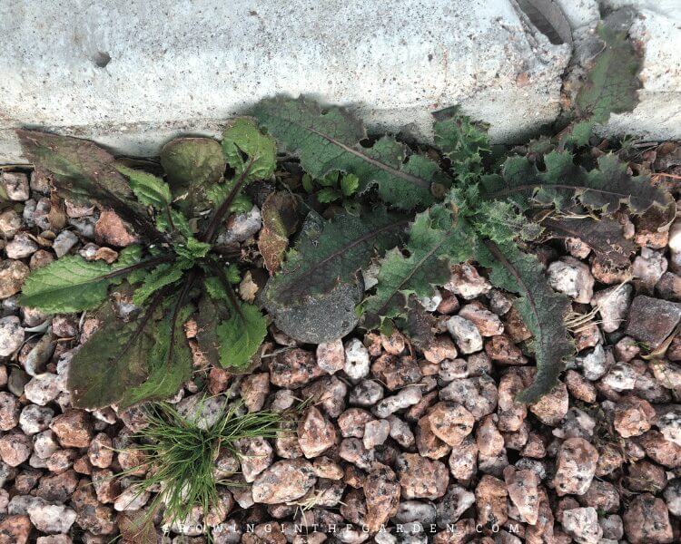 How to be an organic gardener: Prevent and pull weeds instead of spraying chemicals on them