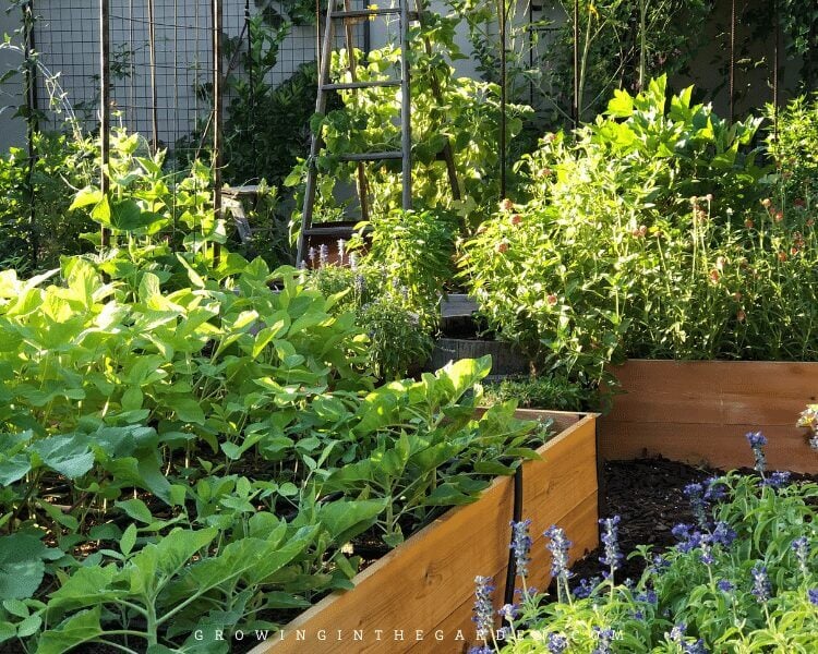 How to be an organic gardener: Plant the right plant in the right place and the correct time so it can thrive