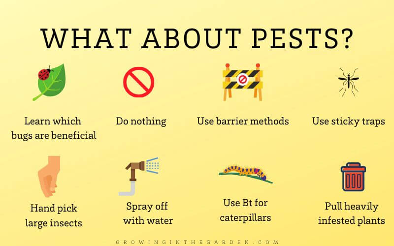 How to be an organic gardener_ Manage pests mindfully