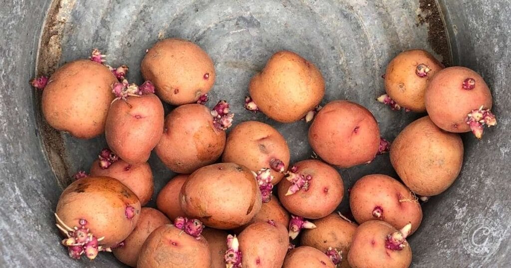 How to Chit Potatoes: A Guide to Sprouting Seed Potatoes