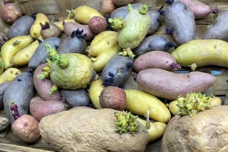 How to Chit Potatoes: A Guide to Greensprouting Seed Potatoes featured image