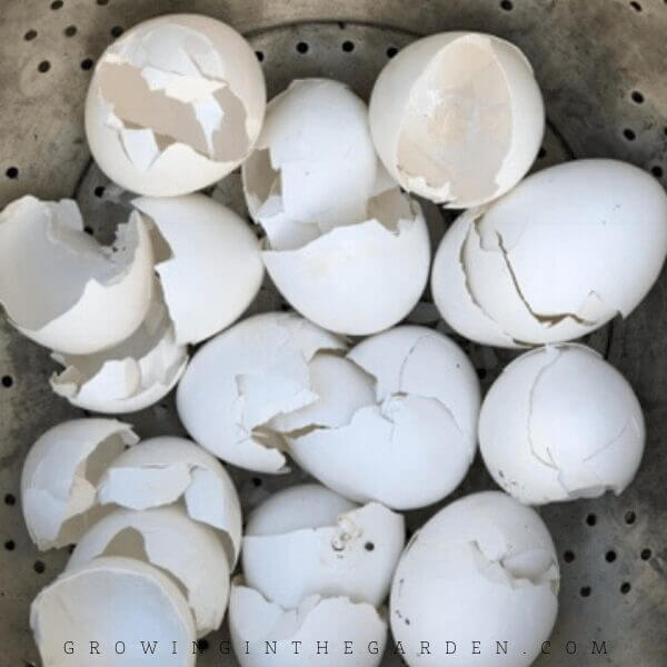 How to Compost: 10 Simple Steps for Composting Success