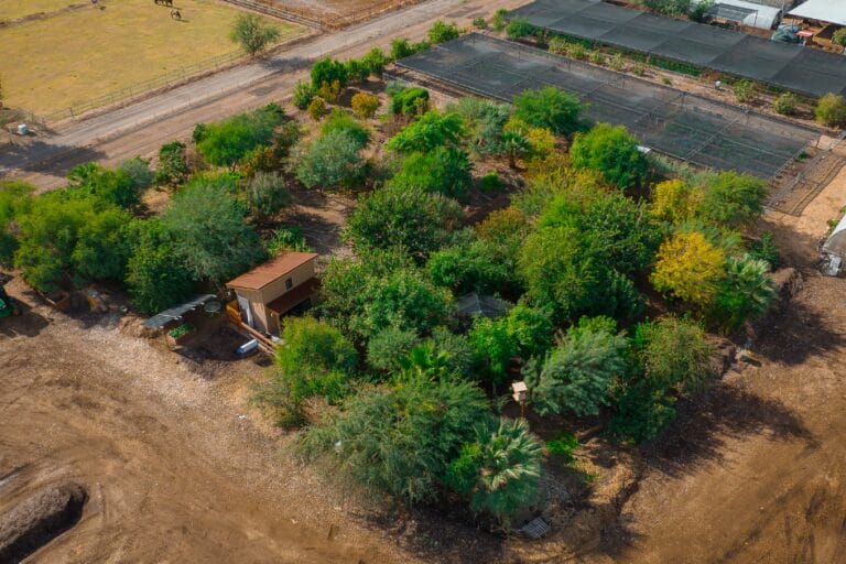 How to Create a Permaculture Food Forest featured image