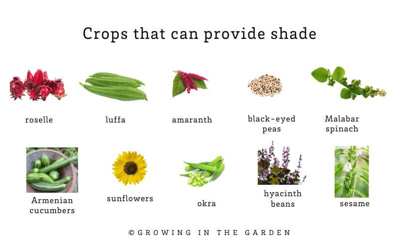 Consider purposely planting sun-loving vining vegetables (Armenian cucumbers, Malabar spinach, hyacinth beans, etc.) to provide shade for other plants that don’t tolerate full sun. Notice where in your garden you could utilize plants as shade. 