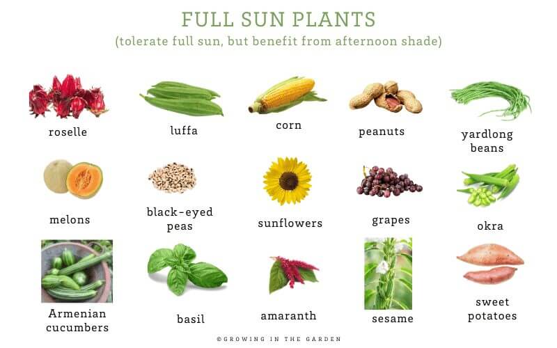 How to Create Shade in the Garden
