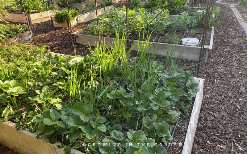 Gardening in a hot climate means learning to work with sunlight effectively. Full-sun directions for other locations are not applicable in the low desert or other hot climates. 