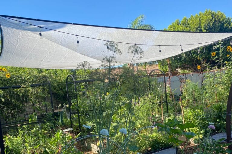 How to Create Shade in the Garden featured image