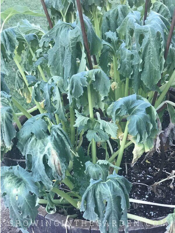 Plants may not look their best in the Arizona vegetable garden during the summer
