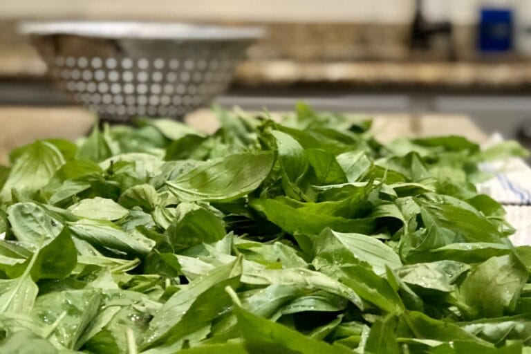 How to Freeze Basil featured image