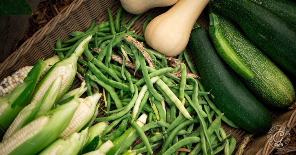 Fresh corn, green beans, zucchini, and butternut squash arranged in a wooden basket—perfect inspiration for planting your own three sisters garden.