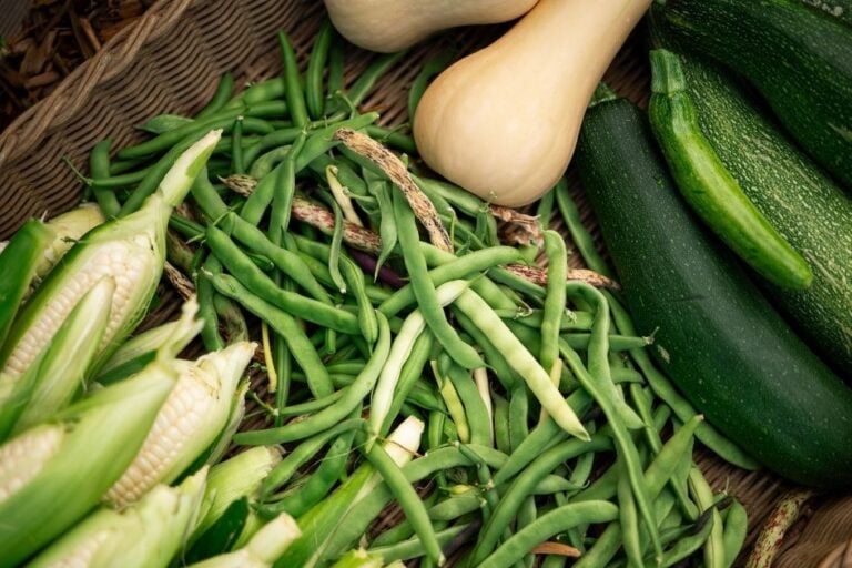 How to Grow a Three Sisters Garden in Raised Beds featured image