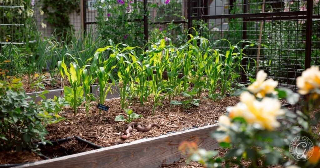 A three sisters garden in a raised bed features young corn plants growing among flowers and is bordered by a metal fence.