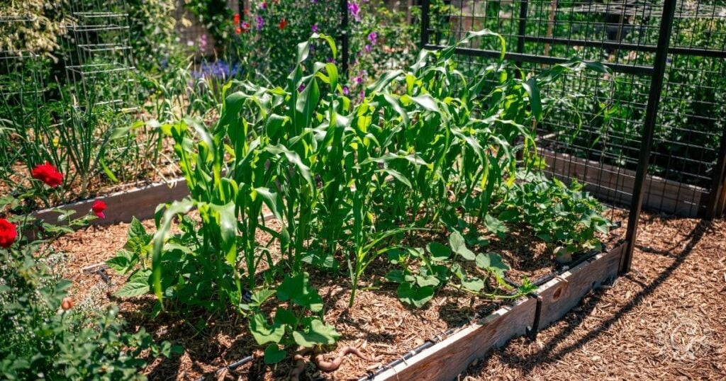 Raised garden bed with young corn plants and other vegetables growing in a sunny, mulched garden area—perfect for creating a three sisters garden in raised bed spaces.