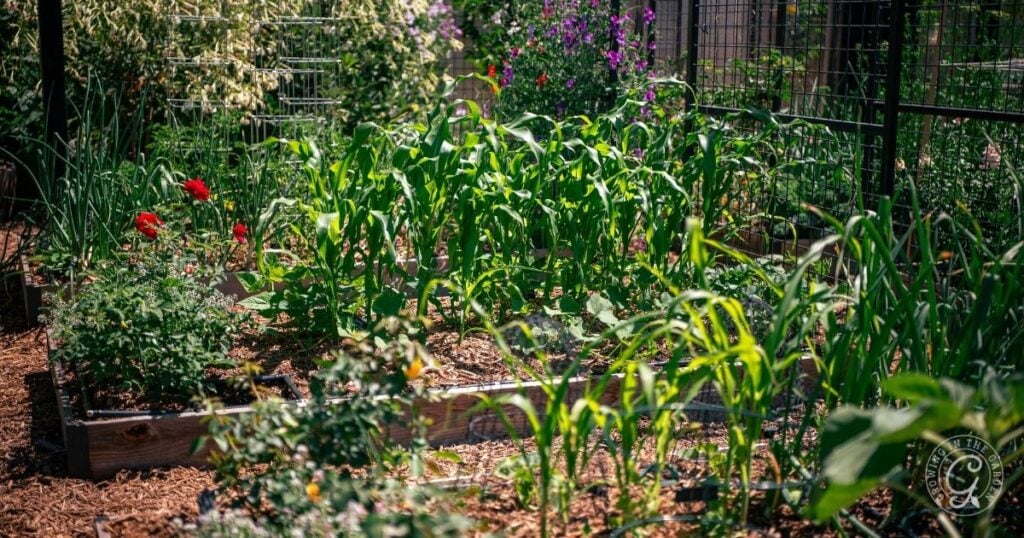 Raised garden beds with tall green plants, flowers, and mulch, surrounded by a metal fence in sunlight—a beautiful example of how to grow a three sisters garden in a raised bed.