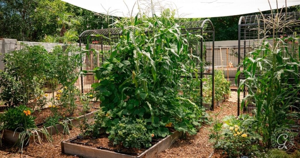 Raised garden beds with lush green vegetables and tall plants under a shade cover, showcasing a thriving three sisters garden in a backyard setting.