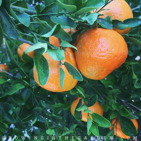 How to grow a vegetable garden in Arizona #arizonagardening #arizonagarden #desertgardening #hotweathergarden #howtogarden