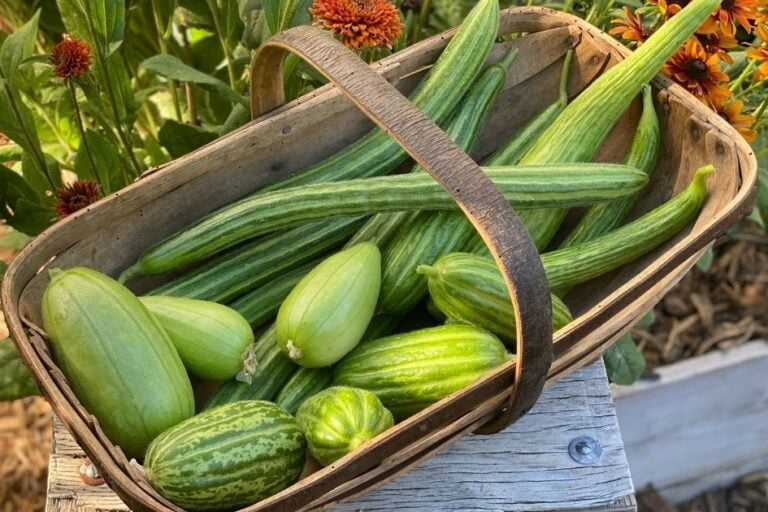 How to Grow Armenian Cucumbers featured image