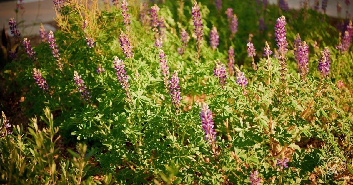 Purple and pink Arroyo Lupine flowers blooming in a sunlit garden with lush green foliage, showcasing the beauty of this Southwest native wildflower.